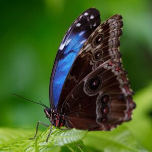Mariposa azul