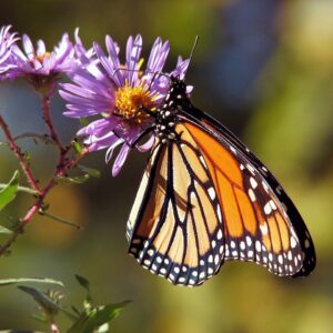 Alimento mariposas (flores)